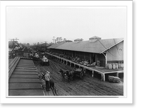 Loading potatoes, Florida, Vintage Print