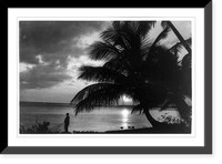 Palm tree and fisherman with net standing by shoreline, Puerto Rico, Historic Reproduction