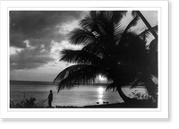 Palm tree and fisherman with net standing by shoreline, Puerto Rico, Historic Reproduction