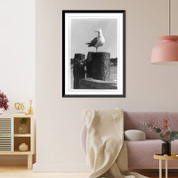 Historic Framed Print, A gull from Maine,  17-7/8" x 21-7/8" Historic Framed Print, A gull from Maine,  17-7/8" x 21-7/8"