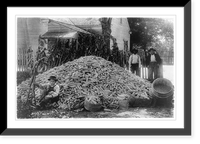 Two men and a boy with a large pile of corn, Antique Wall Art