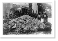 Two men and a boy with a large pile of corn, Antique Wall Art