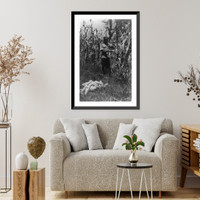 Historic Framed Print, Harvesting maize by hand,  17-7/8" x 21-7/8"