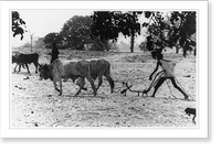 Historic Framed Print, [Two men plowing with oxen during the five-year drought in the Sahelian Zone of West Africa],  17-7/8" x 21-7/8"
