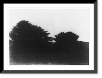 Trees in landscape, taken during the Harriman Alaska Expedition of 1899, Historic Reproduction