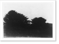 Trees in landscape, taken during the Harriman Alaska Expedition of 1899, Historic Reproduction
