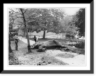 William T. Hornaday, standing next to chained elephant, Historic Print