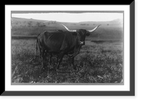 Long-horned cow, Africa Classic, Vintage Poster