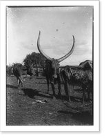 Historic Framed Print, Cattle, Africa,  17-7/8" x 21-7/8"