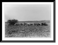 Historic Framed Print, Sugar cane harvest, Barbados,  17-7/8" x 21-7/8"