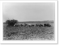 Historic Framed Print, Sugar cane harvest, Barbados,  17-7/8" x 21-7/8"