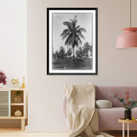 Historic Framed Print, Cocoanut trees, showing fruit, Jamaica,  17-7/8" x 21-7/8"