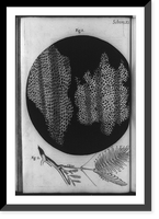 Cellular structure of cork plant and cells of a honeycomb, with cork plant branch below, Historic Print