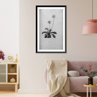 Historic Framed Print, Dandelion.par P.J. Redout&eacute;.,  17-7/8" x 21-7/8"