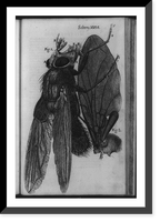 Microscopic view of blue fly and fly wing at right, Vintage Poster
