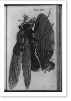 Microscopic view of blue fly and fly wing at right, Vintage Poster