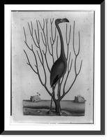 Flamingo against bare tree and tropical waterfront Classic, Antique Poster
