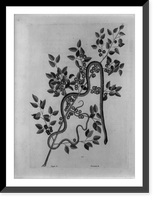 Caffena vera Floridanorum, coffee plant with green snake, Vintage Wall Art