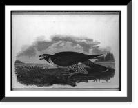 Great-footed hawk.drawn from nature by A. Wilson ; engvd. by A. Lawson, Antique Poster