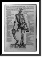 Quarta musculos commonstrantium figura, omnes in posteriori corporis, Vintage Print