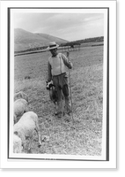 Historic Framed Print, [Shepherd in field with sheep, during visit of Hermann G&ouml;ring and entourage to Greece],  17-7/8" x 21-7/8"