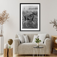 Historic Framed Print, [Young moose domesticated on Major Pense's ranch on the Yellowstone].W.H. Jackson Photo., Washington, D.C.,  17-7/8" x 21-7/8"