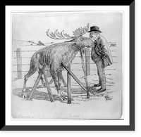 Cartoon showing Theodore Roosevelt looking at bull moose propped up with boards.McKee Barclay, Vintage Poster