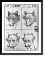 Evolution of a fox.Greene, Antique Print