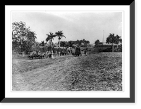 Entradas y salidas de carretas de ca&ntilde;a Sugar cane carts coming and going.C.D. Fredricks y Daries, Calle de la Habana, no. 108. Classic, Historic Reproduction