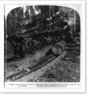 Historic Framed Print, Logging among the big trees of California. mules hauling logs to the mill on skids, Converse Basin,  17-7/8" x 21-7/8"