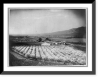 Bird's-eye view of farmland and mountain, with orchard in foreground, Lewiston valley, Idaho.Fair & Thompson, Lewiston, Idaho, Antique Print