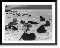 Eskimo dog teams resting on ice, with Coast Guard icebreaker on hydrographic mission in background, Baffin Island, Vintage Poster