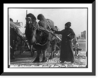 Historic Framed Print, [Harriet Chalmers Adams, with camel pulling cart, Gobi Desert],  17-7/8" x 21-7/8"
