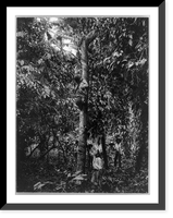 Tapping a rubber tree, Motagua Valley, Guatemala, Vintage Poster
