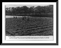 Southern Rhodesia. Tobacco, worth 1,000,000 pounds in 1937,. Here seed beds are being watered before young plants are transferred to wide fields, Antique Poster