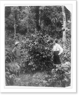 Coffee plant, Moya Gulpa plantation near Buena Retira(?), Nicaragua, Antique Poster