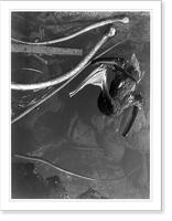 Tide pool, Point Lobos.EW, Antique Poster
