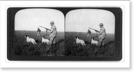 Prairie chicken shooting in the South Dakota wheat fields Classic, Vintage Print