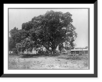English elm, Berlin, Maryland Classic, Antique Print