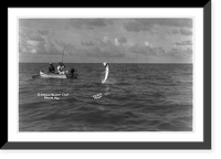 Tarpon standing on his tail, Antique Print