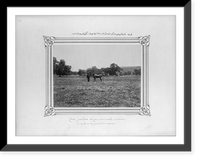The foal named Kont, an Arabian and Turkoman hybrid, born in the second section of the Imperial Stud Farm.Constantinople, Abdullah Fr&egrave;res, Antique Poster