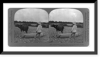 Island of Luzon, Philippine Islands: Rolling down the fields after planting, with heavy wooden roller pulled by water buffalo, Historic Reproduction