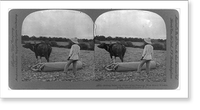 Island of Luzon, Philippine Islands: Rolling down the fields after planting, with heavy wooden roller pulled by water buffalo, Historic Reproduction
