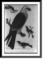 4 birds: 1. Mississippi Kite; 2. Tennessee Warbler; 3. Kentucky Warbler; 4. Prairie Warbler, Antique Wall Art