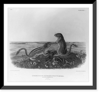2 chipmunks, Historic Print