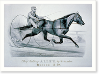 Historic Framed Print, Bay Gelding Alley, by volunteer,  17-7/8" x 21-7/8"