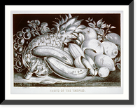 Fruits of the tropies sic Classic, Antique Wall Art