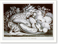 Fruits of the tropies sic Classic, Antique Wall Art