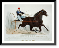 Historic Framed Print, Trotting stallion Smuggler owned by H.S. Russell,(Milton, Mass.): by Blanco, dam by Herod's Tuckahoe,  17-7/8" x 21-7/8"