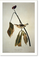 Louisiana Water Thrush, Antique Poster